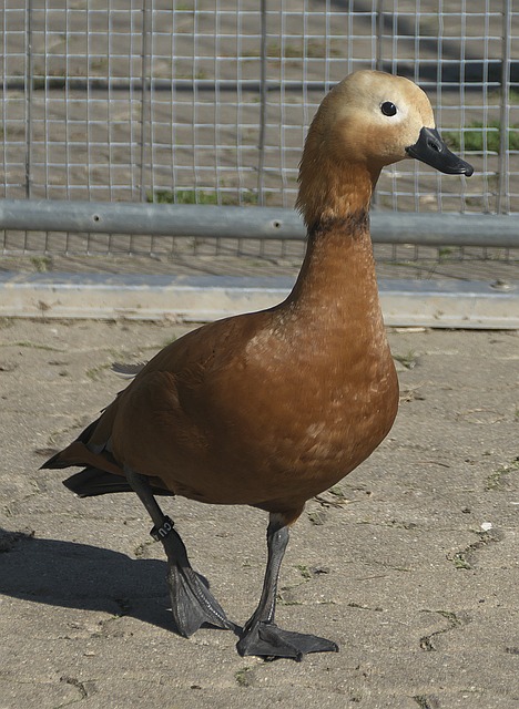 落败 落败