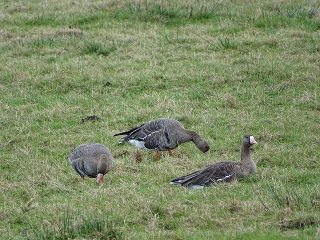 成功逆转比 成功逆转比